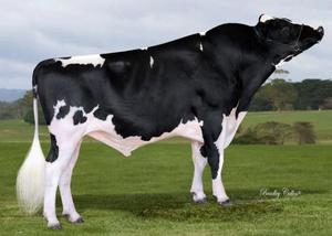 Dairy Sires: Flashback