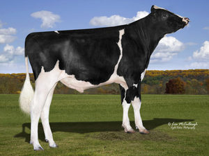 Dairy Sires: Lou P (a22)