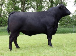 Angus: Mountain 1381