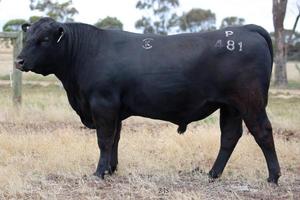 Angus: Pinnacle P481