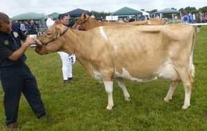 Dairy Sires: Arthur (A22)