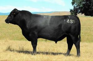 Angus: Leo L488