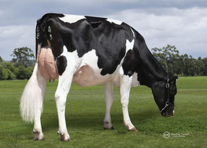 Dairy Sires: Ryobi P (a22)