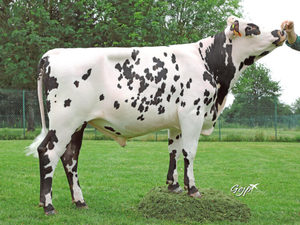 Dairy Sires: Opti Noz (a22)