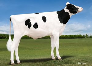 Dairy Sires: Thunder storm