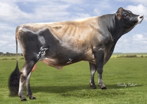 Dairy Sires: Valbone (A22)