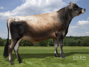 Dairy Sires: Rozier (A22)
