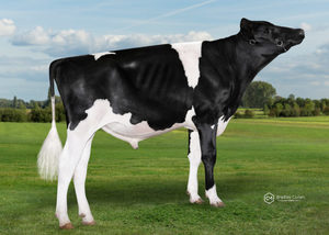 Dairy Sires: Pilbara (A22)