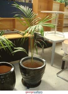 Office Accessories: PR1221 - Glazed Black Pot