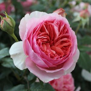 Products: Rose Ali Mau