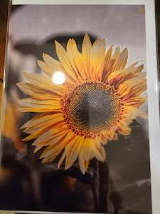 Gift Cards: Gift Card - Sunflower