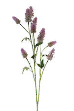 Flowers Foliage: Hares Foot Clover Spray