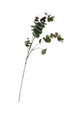 Flowers Foliage: Eucalyptus Spray Green/Brown