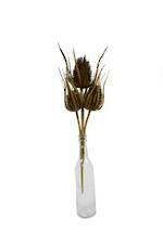 Flowers Foliage: Dried Thistle x3 Bundle