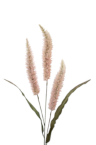 FLOWER SYSTEMS - Fountain Grass