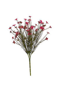 Flowers Foliage: Wax Flower Bush - Magenta