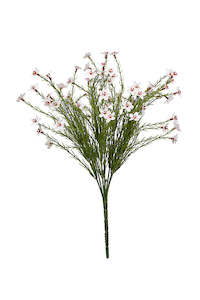 Wax Flower Bush - Cream