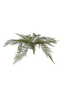 Flowers Foliage: Forest Fern Bush