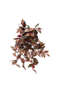 Wandering Dew Lilac Hanging Bush