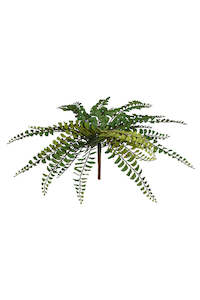 Flowers Foliage: Northern Maidenhair Fern