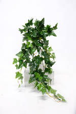 Flowers Foliage: FLOWER SYSTEMS English Ivy Bush