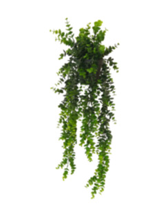 Flowers Foliage: Potted Hanging Euclyptus