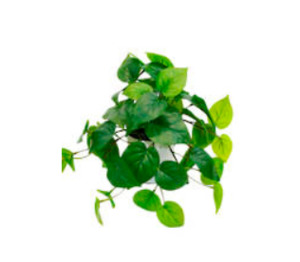 Philo Bush Potted