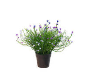 Flowers Foliage: Babies Breath Potted Bush - Violet