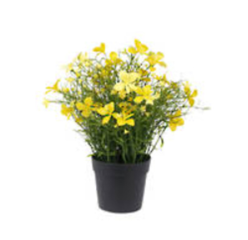 Flowers Foliage: Celadine Wild Flower Potted Bush