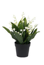 Flowers Foliage: Potted Lily of the Valley Plant