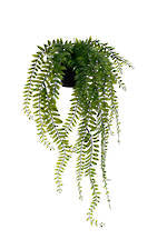 Flowers Foliage: Potted Sword Fern