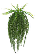 Flowers Foliage: Potted Boston Fern