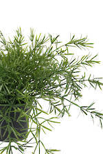 Flowers Foliage: Asparagus Trailing Potted Plant