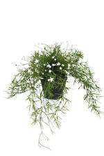 Flowers Foliage: Babies Breath Trailing Potted Bush
