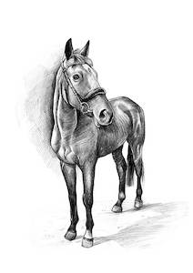 Custom Horse & Farm Pets Portrait