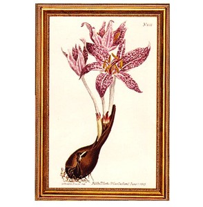 Gifts.net.nz - Nostalgic Collectables