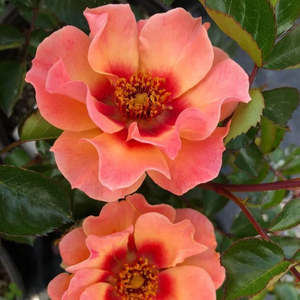 Rose: Sci Fi