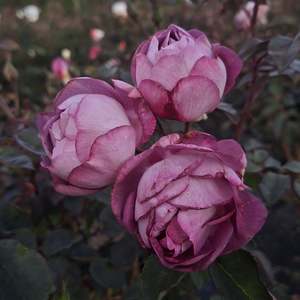 Rose: Dusky Moon