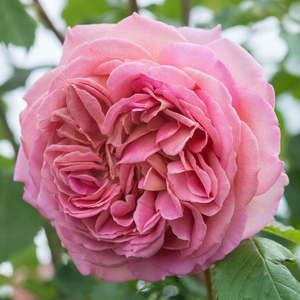 Rose: Jubilee Celebration