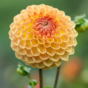 Dahlia: Blyton Softer Gleam