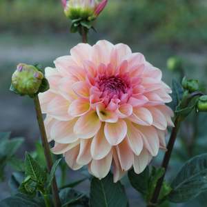 Dahlia: Sebastian