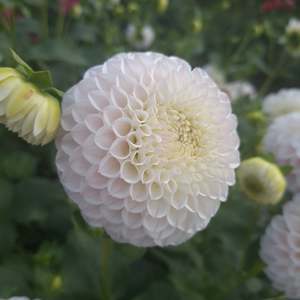 Dahlia: Pink Pearl