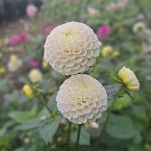 Dahlia: Small World