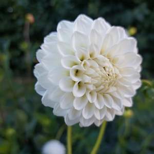 Dahlia: White Aster