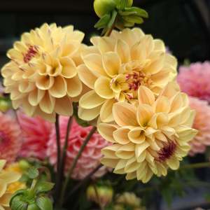 Dahlia: Wine Eyed Jill Yellow