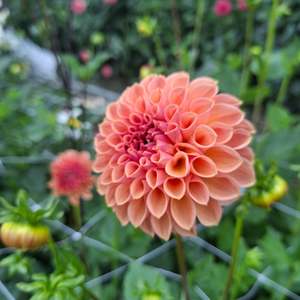 Dahlia: Snoho Jojo