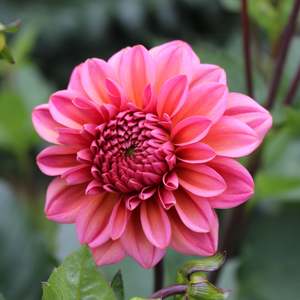 Dahlia: Salmon Runner
