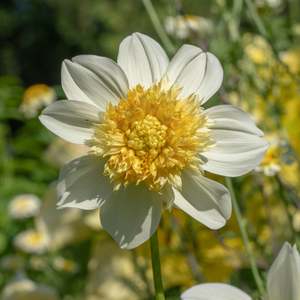 Dahlia: Platinum Blonde