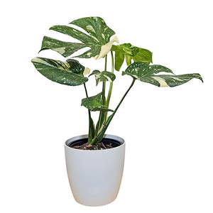 For Her: Monstera Thai Constellation