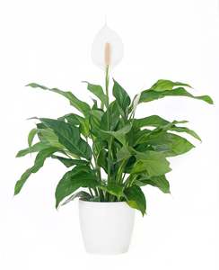 Peace Lily White Flowers
